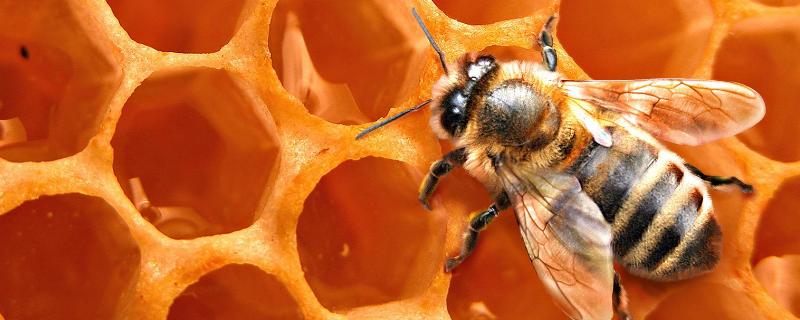 蜜蜂和蚂蚁有什么区别，详细介绍 蜜蜂和蚂蚁有什么区别,详细介绍一下