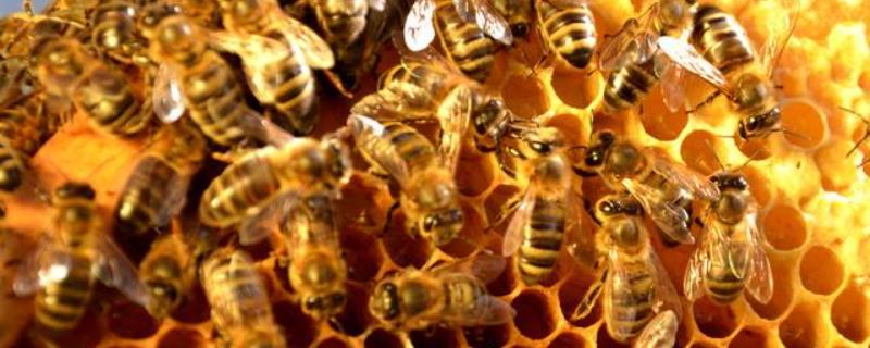 蜜蜂不出门是不是病了，详细介绍（为什么家里来的蜜蜂一直不走）