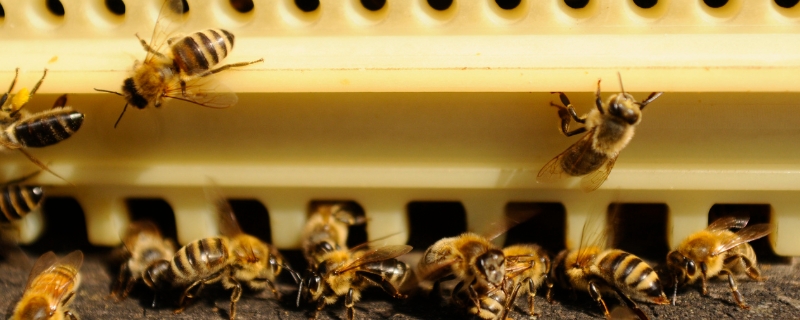 蜜蜂的发育过程，主要有这三个时期 蜜蜂的生长发育过程
