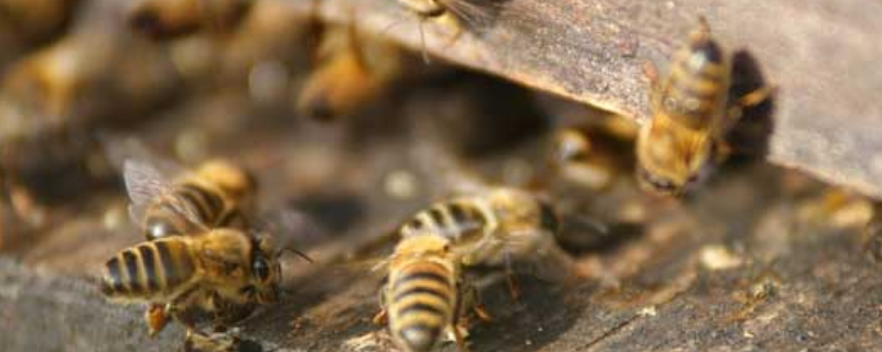 蜂王物质 蜂王物质的分泌量在什么时期达到高峰