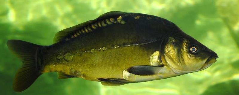 地中海镜子鱼为什么叫镜子鱼 镜鱼是海鱼吗