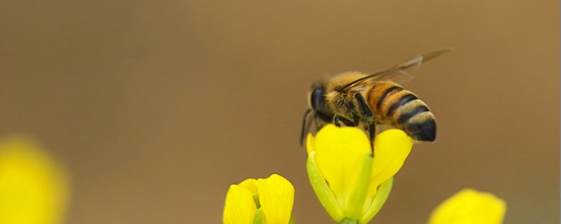 蜜蜂的外形特征有哪些，详细介绍（蜜蜂的外形特征有哪些?）