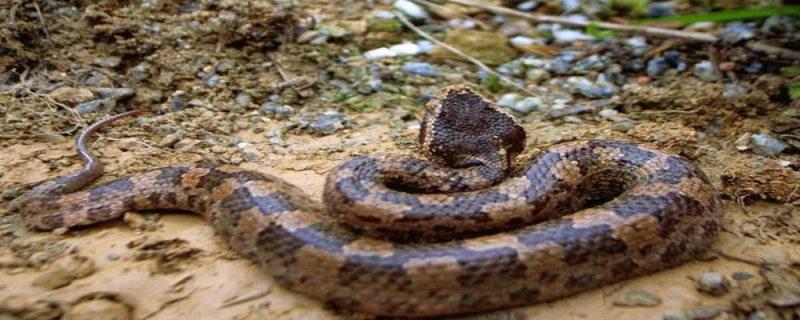 五步蛇的食性，附其毒性和生活习性介绍