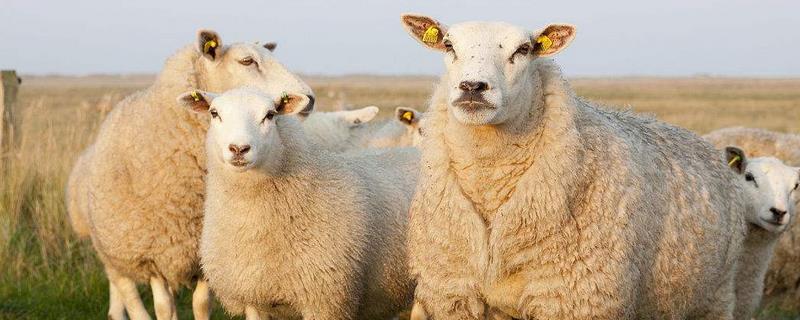 育肥羊饲料配方，羔羊混合精料配方 母羊育肥饲料的配方