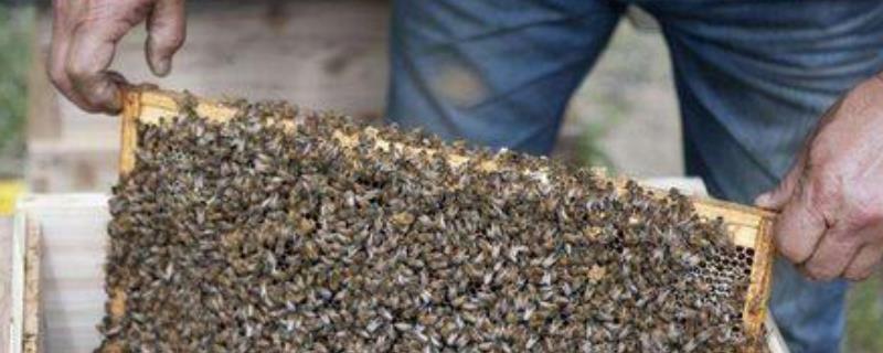 没有蜂王怎么原地分蜂，附分蜂条件 中蜂原地分蜂不回蜂法