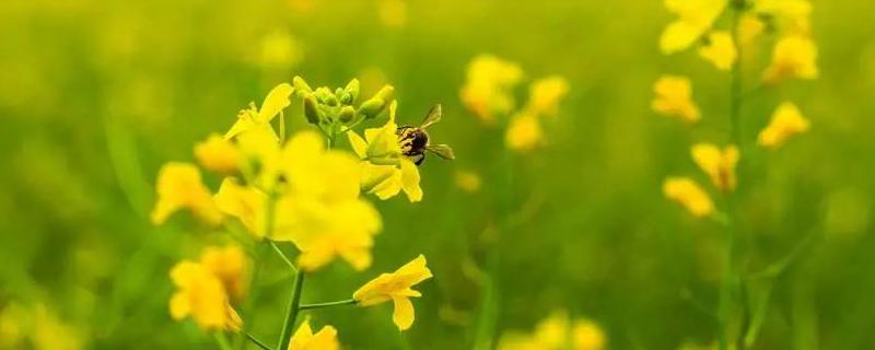 油菜花什么时候开花，附地理分布 油菜花是在什么季节开花的