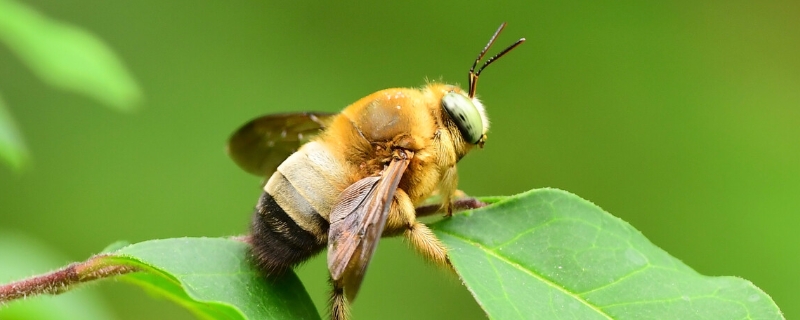 木蜂和熊蜂的区别，详细介绍（木蜂与熊蜂的区别）