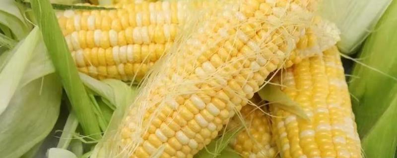 影响玉米收成的因素及处理措施， 影响玉米收成的因素及处理措施视频