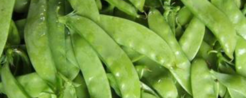 豌豆的种植时间，附生长习性及播种技术