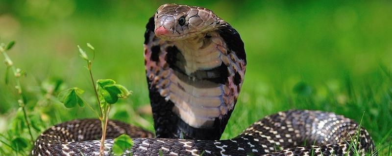 五步蛇和眼镜蛇毒性和攻击速度比较，被五步蛇和眼镜蛇咬伤后的状况