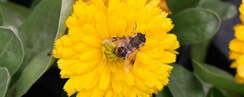 在农村可以养蜜蜂吗，自然环境利于养蜂