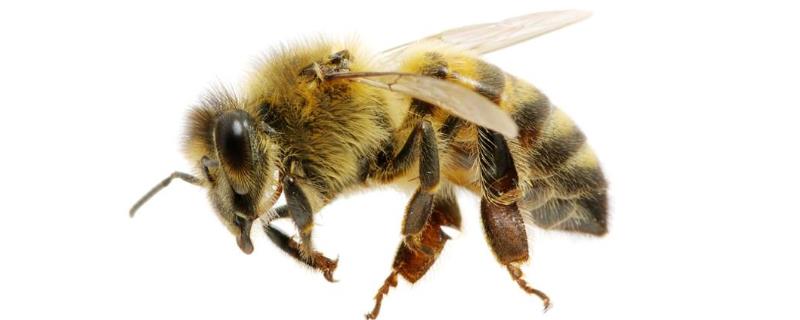 阿坝中蜂是不是不耐热，阿坝中蜂的耐寒性