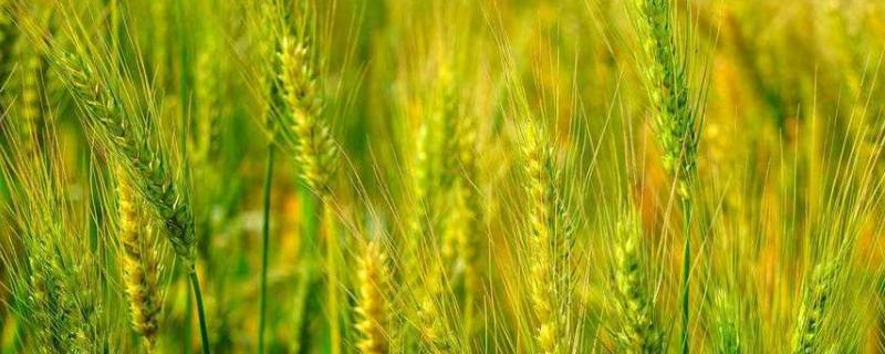 小麦散黑穗病防治措施，附表现症状和诱发病原