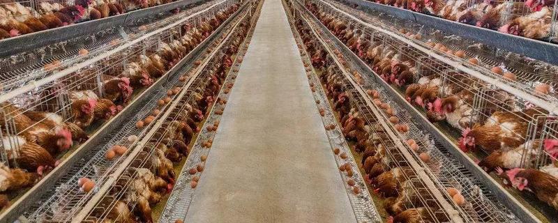 养鸡场安全生产管理制度是什么（养鸡场安全生产管理制度是什么内容）