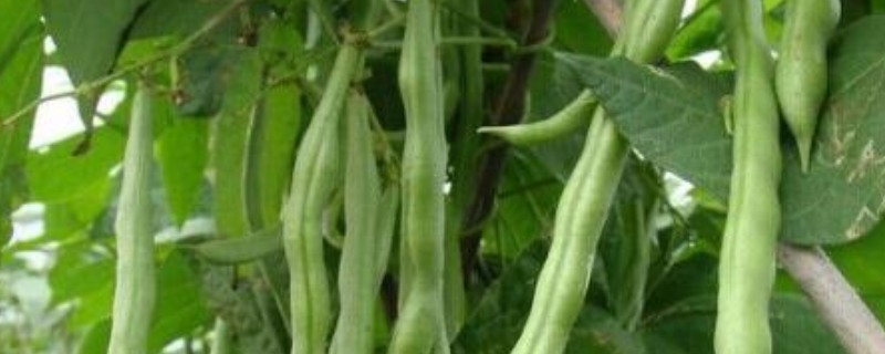 四季豆的种植条件，有以下五个方面 四季豆的生长条件