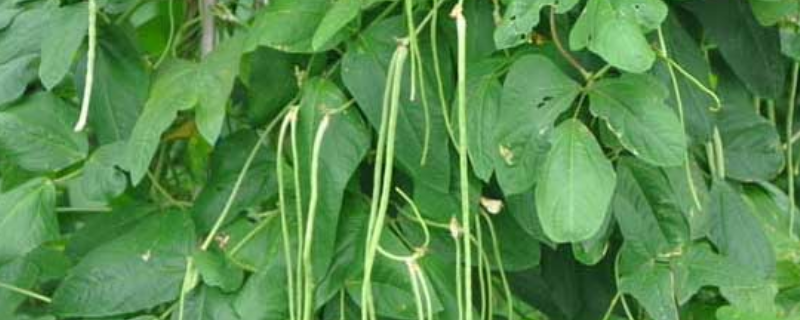 豇豆的种植时间，附豇豆的栽培环境 豇豆的种植时间与方法