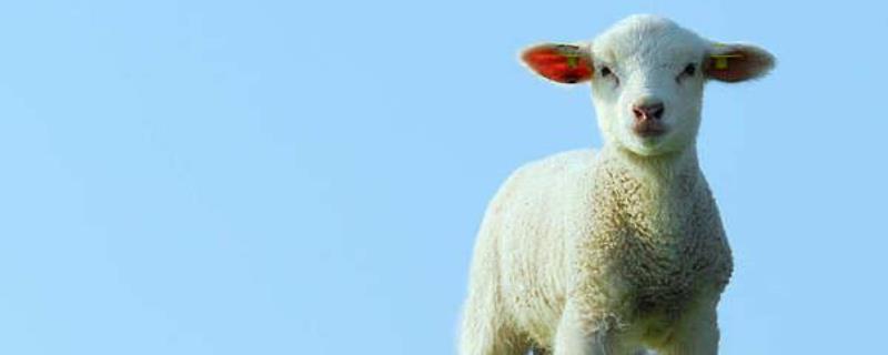 如何才能让母羊多产羊羔 怎样能让母羊多产羔