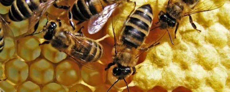 蜜蜂冲群是什么原因，详细介绍 蜜蜂冲群会有什么先兆