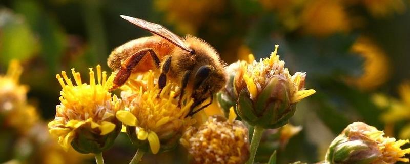 如何预防盗蜂发生，怎么加强管理 秋季盗蜂最有效预防办法
