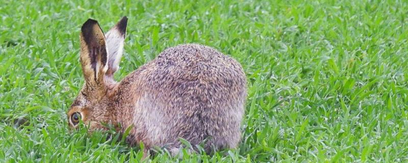 野兔的生活习性，繁殖习性是什么 野兔的繁殖方式