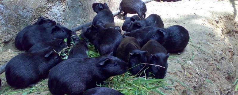 黑豚养殖到底有没有前途 黑豚养殖技术
