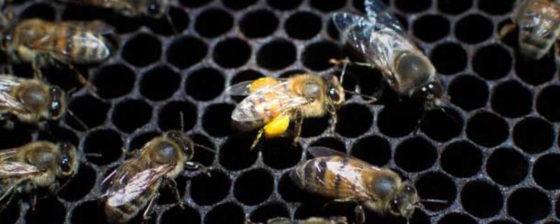 蜂螨对人有害吗，蜂螨的防治方法 螨虫对中蜂的危害