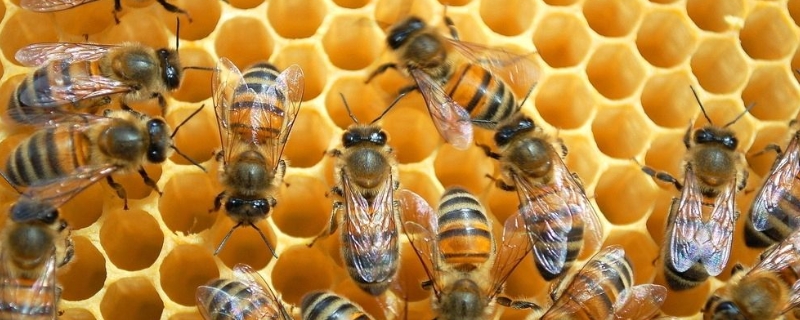 蜜蜂白垩病的症状及防治，附诱发病原及发生规律
