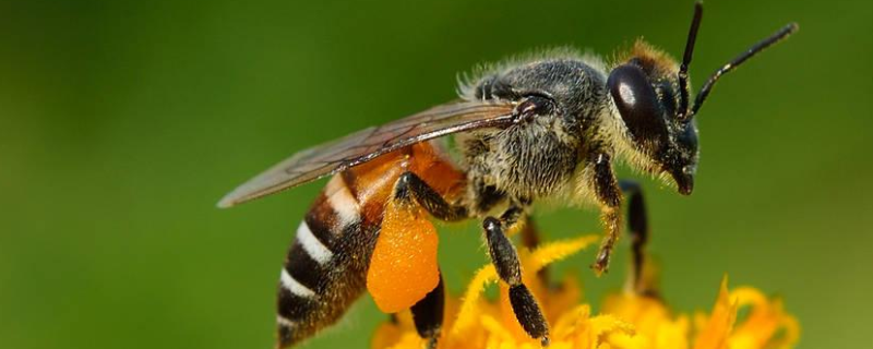 蜜蜂养殖的关键性技术，有这几方面（蜜蜂的养殖与管理技术的意义）