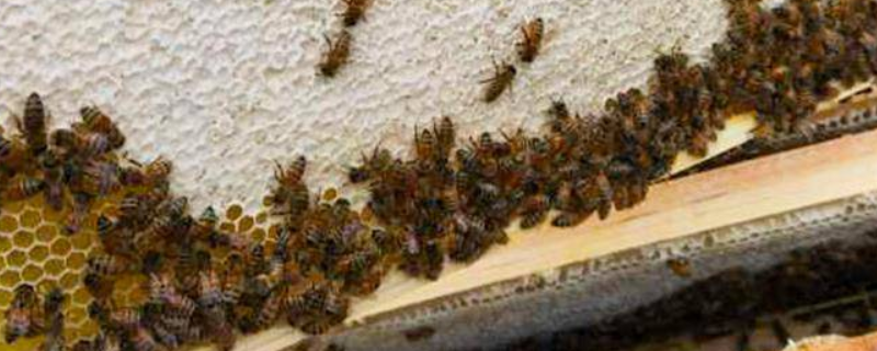 蜜蜂白垩病的症状及防治，附诱发病原