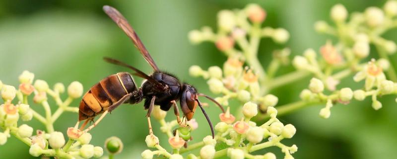 长脚胡蜂的毒性强不强，附其生活习性