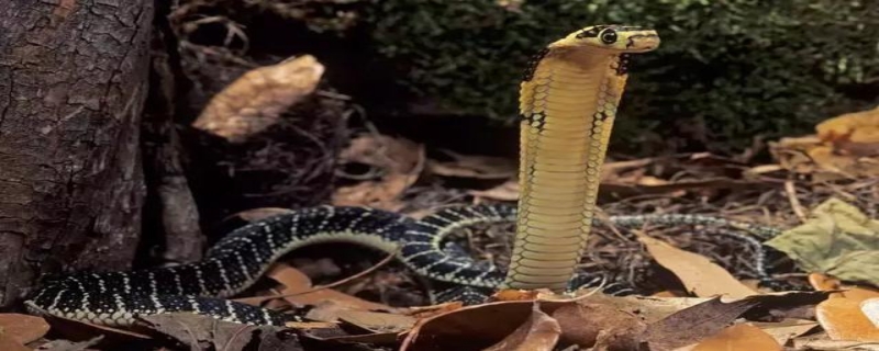 眼镜蛇和眼镜王蛇的区别，详细介绍（眼镜王蛇和眼镜蛇是不是一个种类）