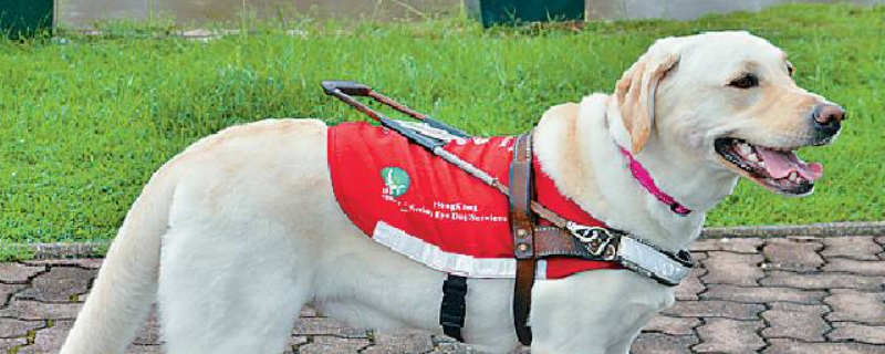 导盲犬是什么狗 导盲犬是什么狗拉布拉多价格