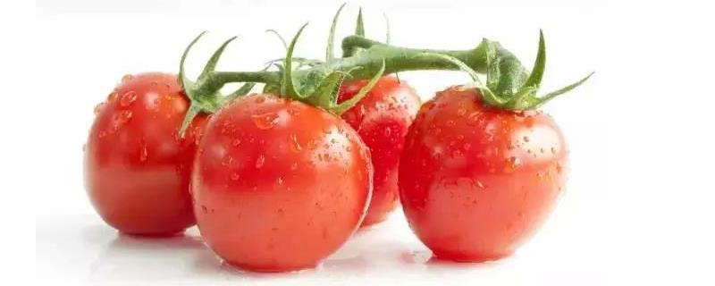 番茄为什么容易发生细菌性髓部坏死，附症状表现