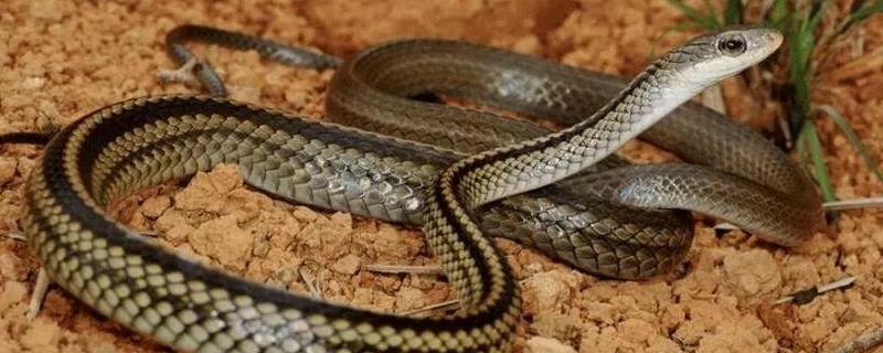 乌梢蛇繁殖技术，乌梢蛇种蛇的选择 乌梢蛇繁殖期
