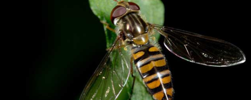 赤眼蜂如何防治玉米螟（赤眼蜂如何防治玉米螟害）