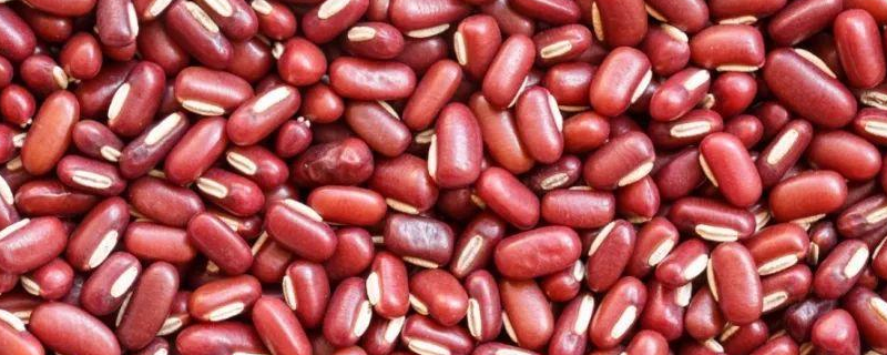 赤小豆和红豆的区别，详细介绍 赤小豆和红豆的区别是什么