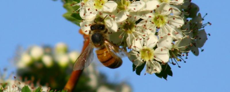 蜜蜂养殖有哪些秘诀，做好这几点（蜜蜂的养殖技术和方法）