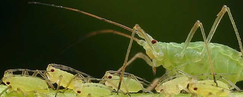 蚜虫有哪些天敌（蚜虫的天敌种类很多 常见的有）