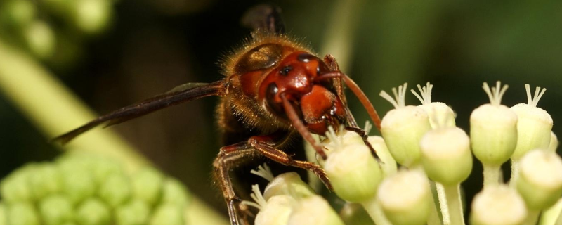 黄脚虎头蜂的毒性强吗，附典型特征（黄脚虎头蜂的药物价值?）