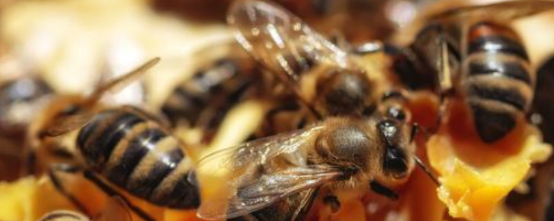 如何收捕树洞中的野生蜜蜂，详细如下