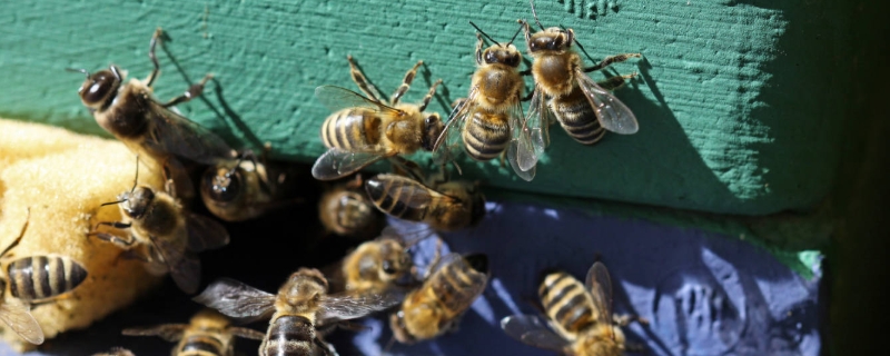 蜜蜂白垩病防治方法，附白垩病的病因