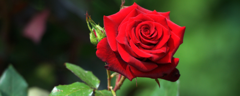玫瑰和蔷薇的区别，有以下四方面 玫瑰是蔷薇的一种吗