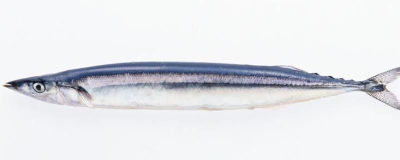 沙丁鱼和秋刀鱼的区别，沙丁鱼和秋刀鱼的营养区别