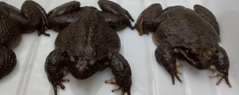 石蛙和牛蛙的区别，详细介绍（岩蛙和石蛙的区别）