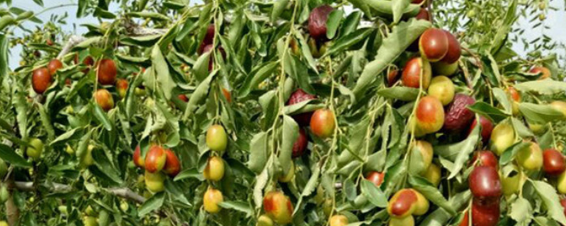 枣树嫁接方法，主要介绍五种 枣树可与哪些树嫁接