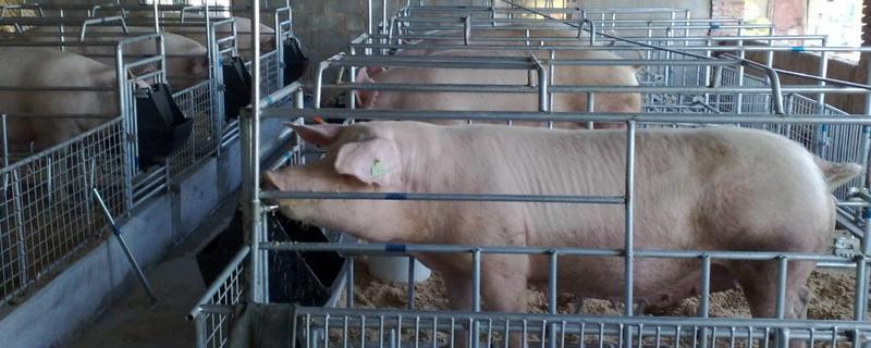 猪养殖场常见问题及解答，猪发生高热病怎么办