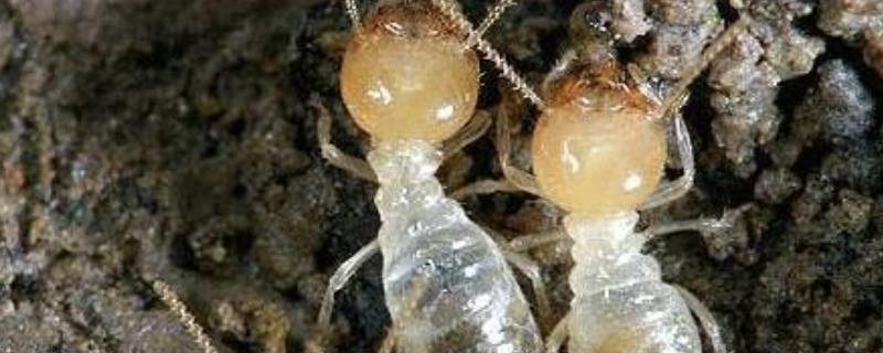 白蚁的寿命有多长 白蚁生存期有多长