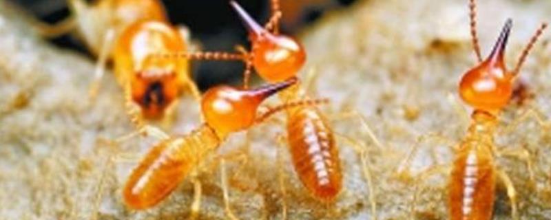 白蚁和蚂蚁的区别，详细介绍（白蚁和蚂蚁的区别有哪些）