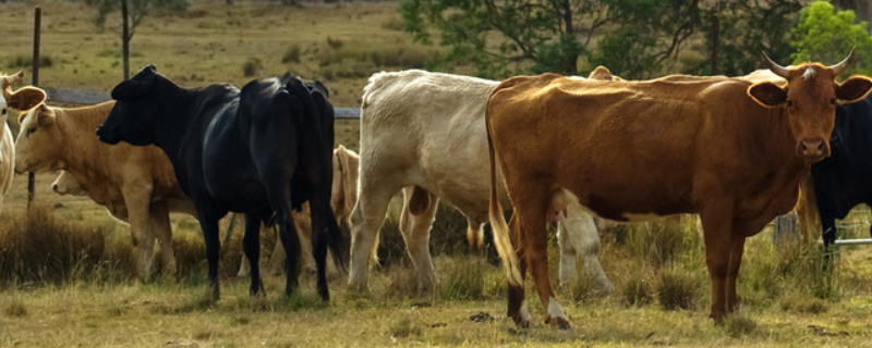牛的种类有哪些 牛的种类有哪些?