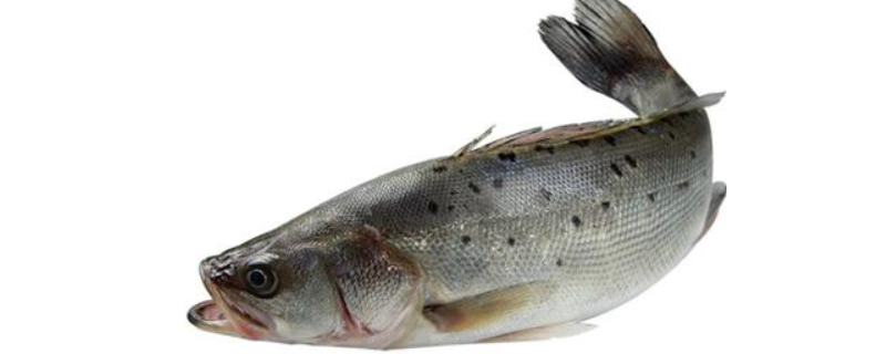 鲈鱼和桂鱼的区别，详细介绍 鲈鱼和桂鱼的区别鱼有什么区别